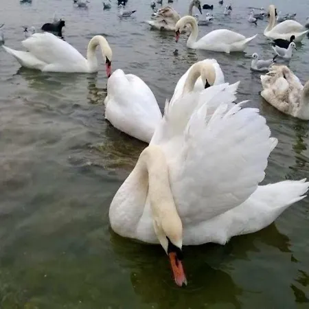 Pensiune Rin Mangalia